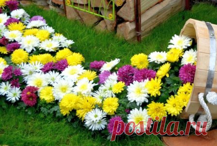 Хризантемы в дизайне сада - фото
#Хризантемы #Всаду #ЛандшафтныйДизайн