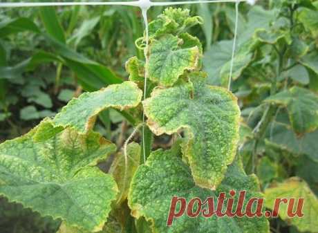 Желтизна огуречных листьев может быть следствием самых разных причин — предварительно выясните, от чего именно страдают ваши посадки

Опытные садоводы, чтобы справиться с проблемой и не навредить растениям ещё больше, советуют применять народные средства.
Наиболее распространены следующие рецепты:

2–3 пригоршни луковой шелухи заливают 10 л воды, доводят до кипения. Через 5–10 минут снимают с огня, плотно накрывают крышкой и оставляют на несколько часов (лучше на сутки). З...