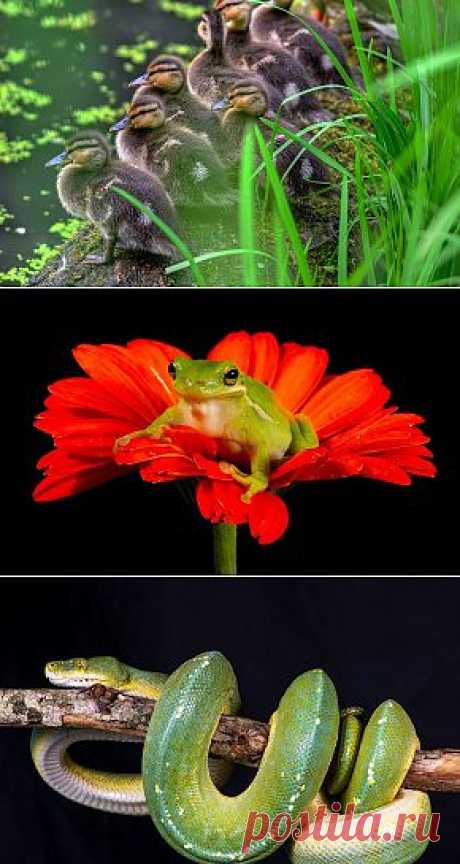 Категория : Животные — обои и картинки для рабочего стола на сайте www.GdeFon.ru — страница 16