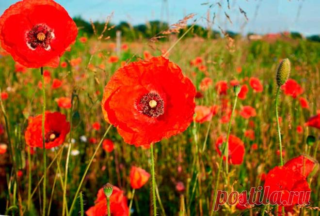 Лекарственное растение Мак самосейка (Papaver rhoeas). Однолетнее, довольно неприятно пахнущее растение с белым млечным соком, высотой 30-80 см. Стебель, листья и цветоножки с прилегающим или торчащим щетинистым опушением (характер его очень изменчив). Листья сидячие, глубоко перисторассеченные, с зубчатыми сегментами. Цветки одиночные на длинной цветоножке.