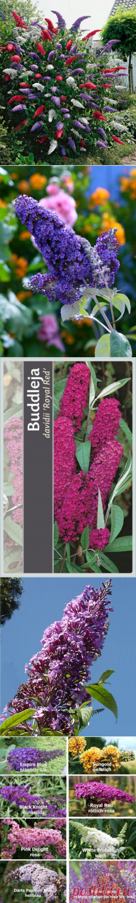 Цветущий декоративный кустарник Буддлея Давида — обзор лучших сортов и советы уходу