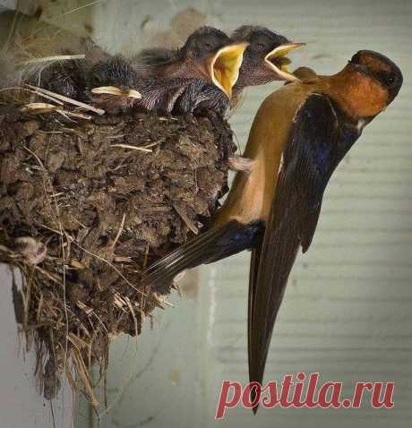 хх