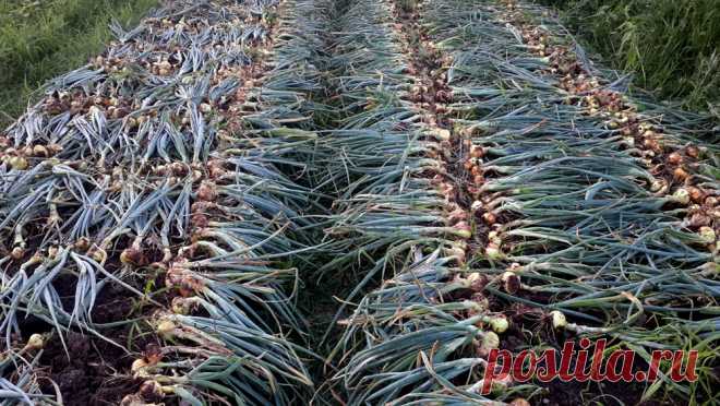 Когда убирать лук с грядки на хранение или когда убирают репчатый лук с огорода Когда убирать лук с грядки хранение, вы узнаете из данной статьи. Так же поделюсь с вами сроками, когда нужно убирать репчатый лук с огорода