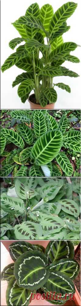 Калатея (Calathea). Описание, виды и уход за калатеей