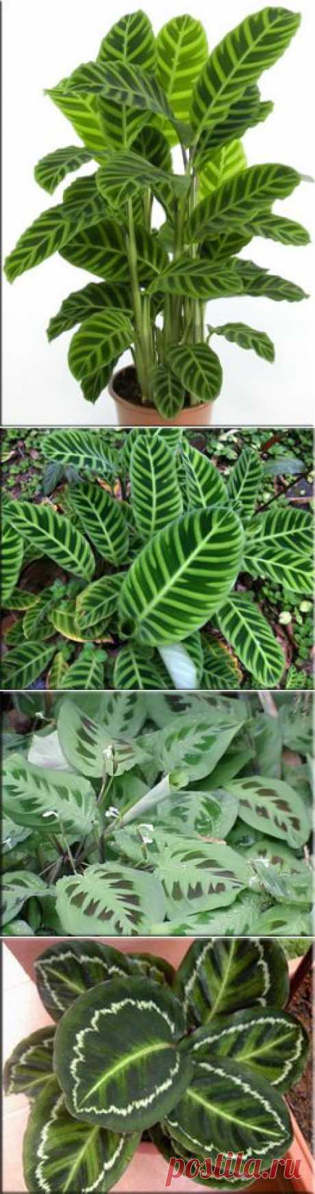 Калатея (Calathea). Описание, виды и уход за калатеей