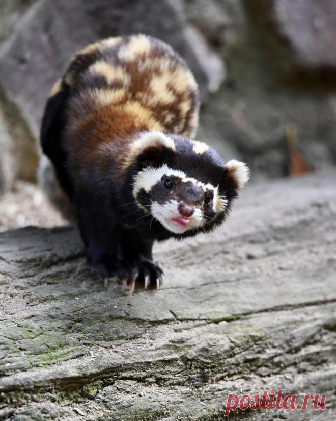 Mustelidae ☼ норки выдры хорьки | ВКонтакте