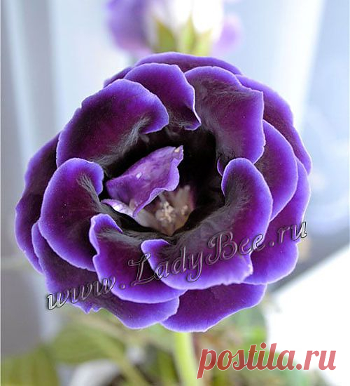 Глоксиния или Синнингия Прекрасная (Sinningia speciosa) - комнатные растения и цветы для сада: выращивание, местоположение, температура, полив, пересаживание, размножение, болезни и вредители