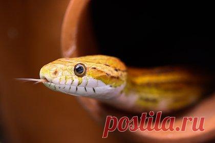 Женщина проснулась от шевелений под одеялом и обнаружила в постели змею. 23-летняя Таша Лэйн спала со своим бойфрендом, проснулась посреди ночи от шевелений и обнаружила в своей постели кукурузную змею. Сперва женщина подумала, что к ее ноге прикасается собака по кличке Харли. Когда Лэйн включила фонарик и заглянула под одеяло, она увидела, что на ее собаке лежит ярко-оранжевая змея.