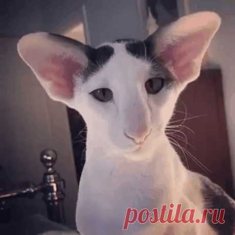 Васо Котидзе)