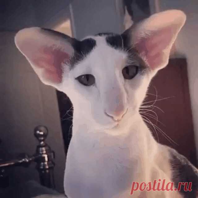 Васо Котидзе)