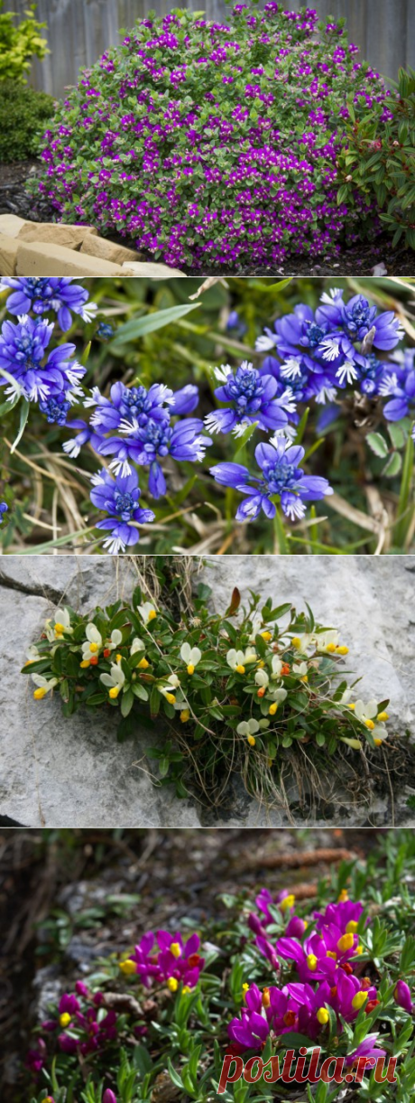 Истод и его недооцененная красота