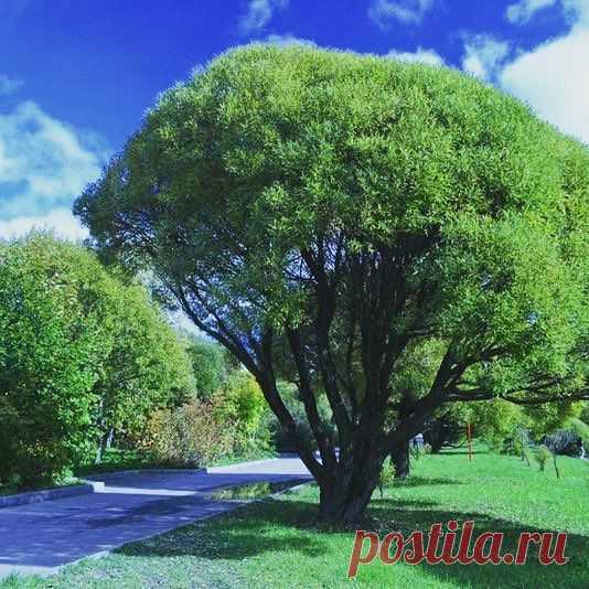 У городского пруда)