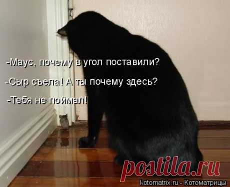 Котоматрица: Круть