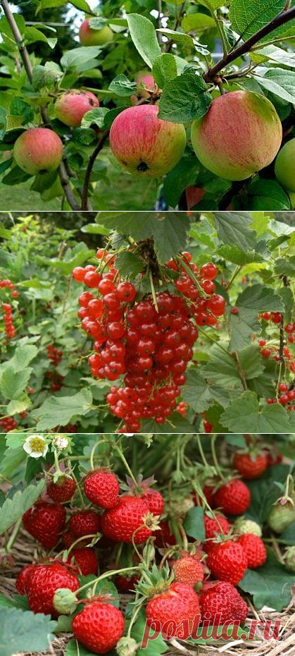 Садовые посадки — компаньоны — 6 соток
