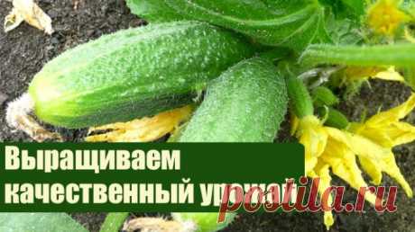 Сажаю огурцы по методу белорусской тётушки! Этот способ посадки мы тут же испробовали на своем огороде… Прошлой весной мы ездили к родственникам в Белоруссию и привезли оттуда способ посадки огурцов в грунт, которым пользуется моя тетя, Вера Кирилловна, уже не один десяток лет. Для посадки она готовит следующие компоненты: перегной, древесную