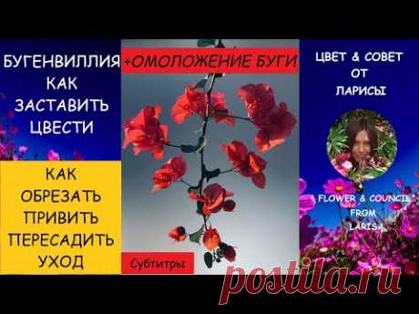 КАК ЗАСТАВИТЬ БУГЕНВИЛЛИЮ ЦВЕСТИ | Как обрезать бугенвиллию видео