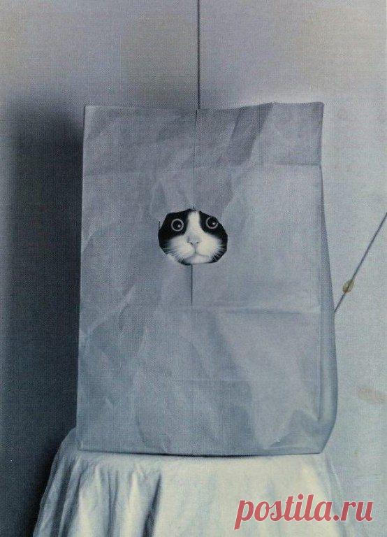 Елена Лунёва - Куку!!!!