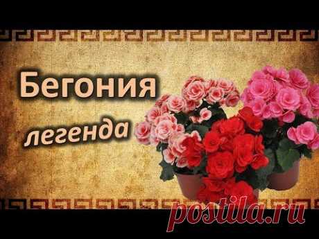 Легенда о красавице Бегонии!