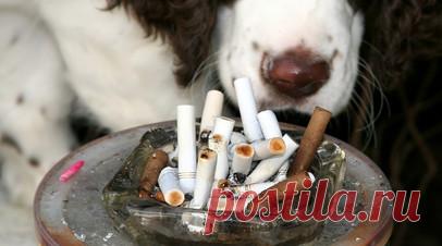 Ветеринар Гуляева объяснила, как курение хозяина вредит питомцам. Пассивное курение и контакт с токсичными остатками табака крайне опасны для домашних животных и многократно увеличивают риски онкологических заболеваний. Об этом в беседе с RT заявила ветеринарный врач, хирург Екатерина Гуляева. Читать далее