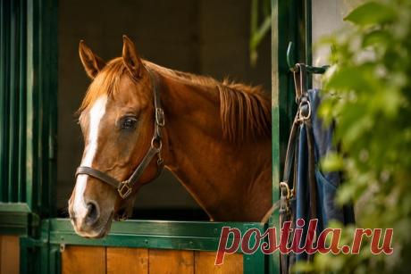 🐴⚠️ Мыт у лошадей (Strangles) — одно из самых заразных инфекционных заболеваний, поражающее лимфоузлы и дыхательные пути. Быстрое распространение, абсцессы и риск осложнений делают его особенно опасным для конюшен и хозяйств.

Ранняя диагностика, карантин и профилактика — ключ к защите поголовья 🧼🐎

#лошади#ветеринария#коневодство
Изображение от ChatGPT