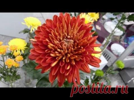 Видео, клипы, видеоклипы, ролики «Японская Музыка» (51 398 видео-роликов)