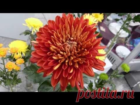 Видео, клипы, видеоклипы, ролики «Японская Музыка» (51 398 видео-роликов)