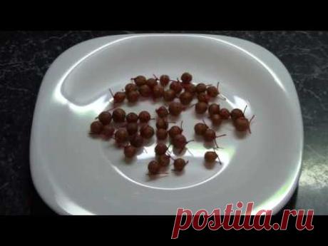 Супер убойная насадка для ловли леща и плотвы(Дневник рыболова)