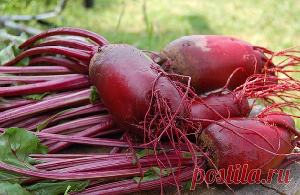 Кому категорически нельзя есть свеклу: 7 болезней, при которых овощ под запретом | Кладовая здоровья | Яндекс Дзен