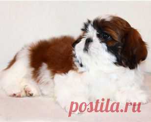 Щенки ши-тцу - Купить щенка ши-тцу Москва - Питомник ши-тцу Москва - щенки ши-тцу