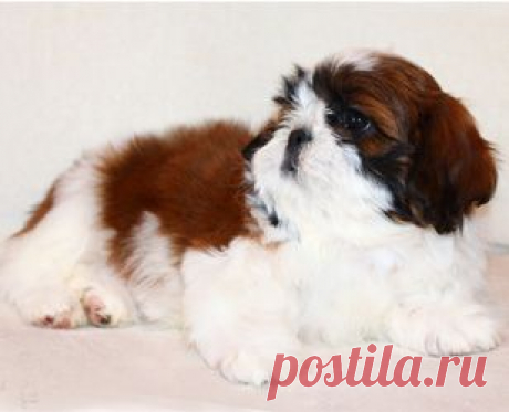 Щенки ши-тцу - Купить щенка ши-тцу Москва - Питомник ши-тцу Москва - щенки ши-тцу