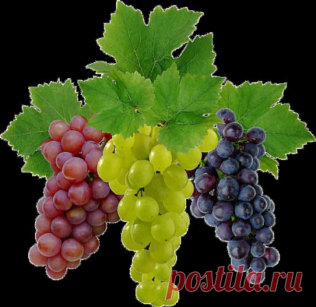 Чем полезен сладкий виноград? 
Кто не любит виноград? Этот чудесный и ароматный продукт растительного происхождения. Его ягоды обладают не только отличными вкусовыми качествами и полезными веществами, но и лечебным эффектом. Виноградом лечат уже очень давно, и когда именно начали это делать, точно не известно.