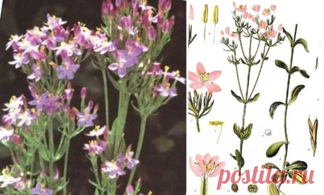 Золототысячник обыкновенный (лат. Centaurium erythraea) | Рецепты народной медицины