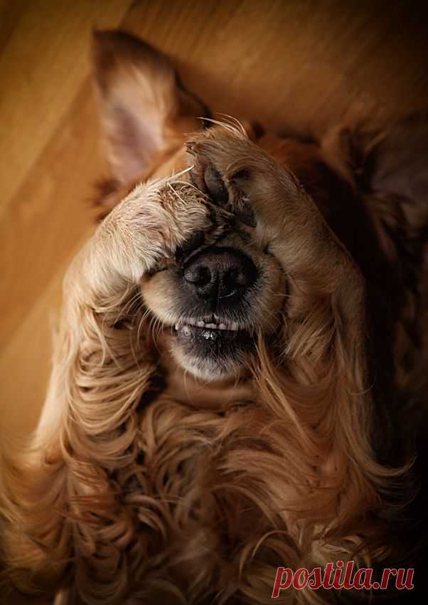 Играем в прятки - 30 интересных фотографий