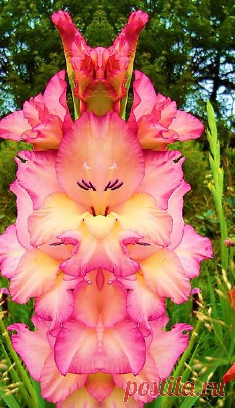 Gladiolus by Doreen. This looks evil in a beautiful way.  |  Найдено на сайте redbubble.com.