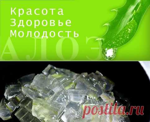 Лечение алоэ - aloe-doma.ru