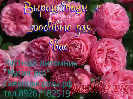 А знаете ли вы что ? Розы могут жить очень долго. Самая старая роза в мире растет в Германии. У собора Хильдесхайме растет куст, которому около 1000 лет и он практически достиг крыши этого величественного здания. Украсьте свой участок красивыми и ароматными розами от частного питомника &quot;Магия роз&quot; саженцы-розы.рф. И получите скидку на весь ассортимент в размере 5%. Скидка действует только с 19 по 21 февраля и только для участников данной группы. Приобретая у нас Розы , вы получаете :…