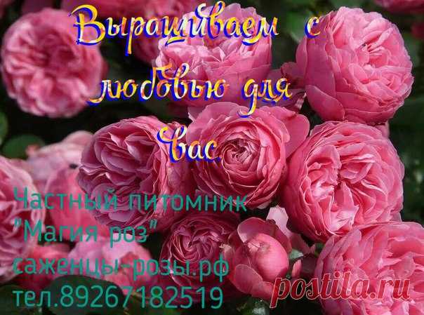 А знаете ли вы что ? Розы могут жить очень долго. Самая старая роза в мире растет в Германии. У собора Хильдесхайме растет куст, которому около 1000 лет и он практически достиг крыши этого величественного здания. Украсьте свой участок красивыми и ароматными розами от частного питомника "Магия роз" саженцы-розы.рф. И получите скидку на весь ассортимент в размере 5%. Скидка действует только с 19 по 21 февраля и только для участников данной группы. Приобретая у нас Розы , вы получаете :…