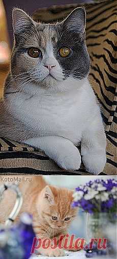 cats | kotpourri: Pico (via pocoloco) и другие материалы. Новое в Вашей подборке на Постиле - galina.manzhura@mail.ru - Почта Mail.Ru