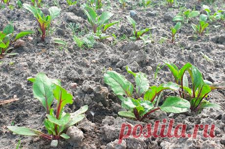 Какие нюансы важны при выращивании свеклы