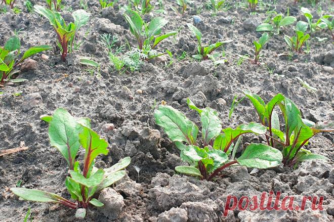 Какие нюансы важны при выращивании свеклы