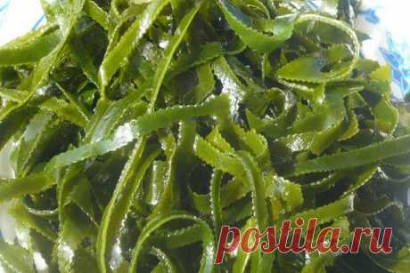 Бурая водоросль ламинария или морская капуста / Популярная медицина