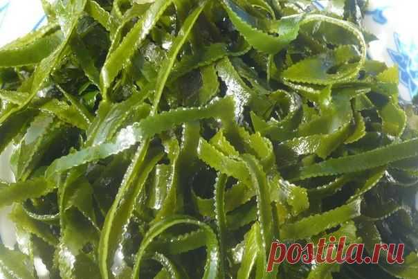 Бурая водоросль ламинария или морская капуста / Популярная медицина