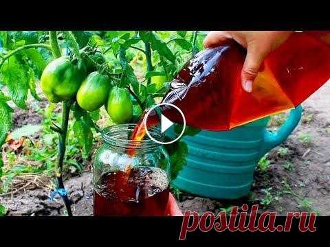БЕСПЛАТНАЯ ПОДКОРМКА! ДЛЯ СЛАДОСТИ ОВОЩЕЙ + ЗАЩИТА ОТ ВРЕДИТЕЛЕЙ И БОЛЕЗНЕЙ! Любой садовод и огородник мечтает применять бесплатные средства защиты для растений, которые можно приготовить в домашних условиях. Отходы с кухни, ко...