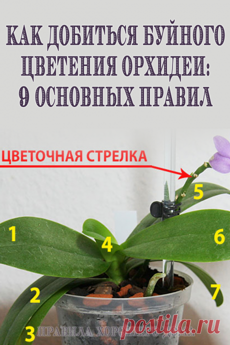 9 советов при выращивании орхидеи