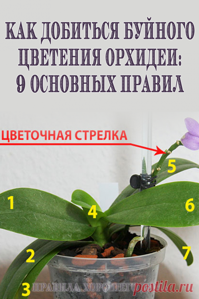 9 советов при выращивании орхидеи