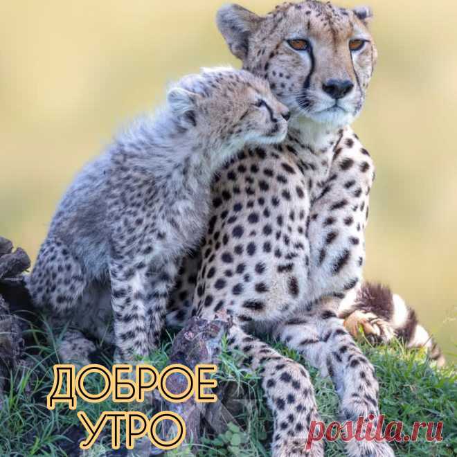 Доброе утро! Пусть утренний позитивный настрой подарит замечательный день.