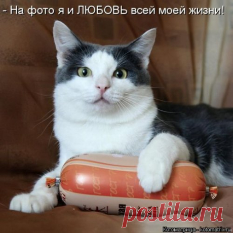 Новая котоматрица для настроения (30 фото) Еженедельная коллекция самых свежих и самых прикольных котоматриц от популярного сайта!  Всем улыбок и замечательных выходных!
































