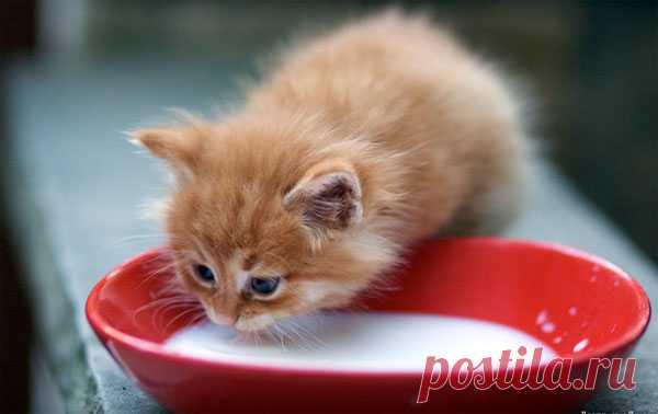 Когда котята начинают есть самостоятельно и как приучить их к блюдцу