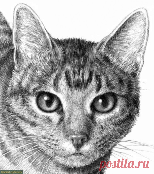 Рисуем кота карандашом