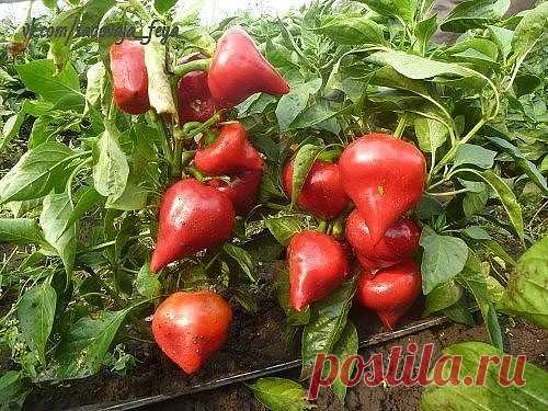 (7) Одноклассники